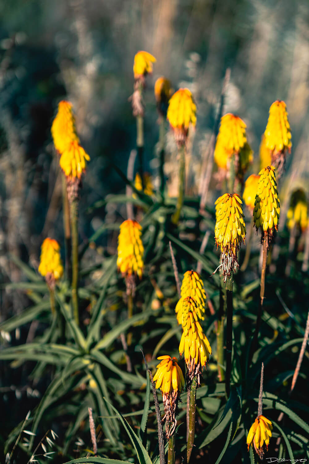 Floral, natural, and textural photos from my travels in the Bay Area in California, and more.